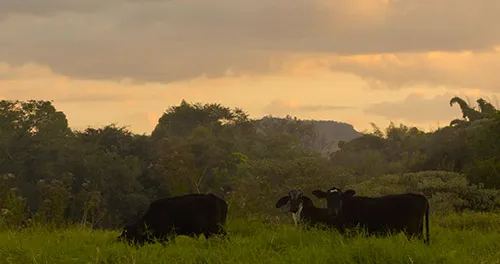 Cows grazing